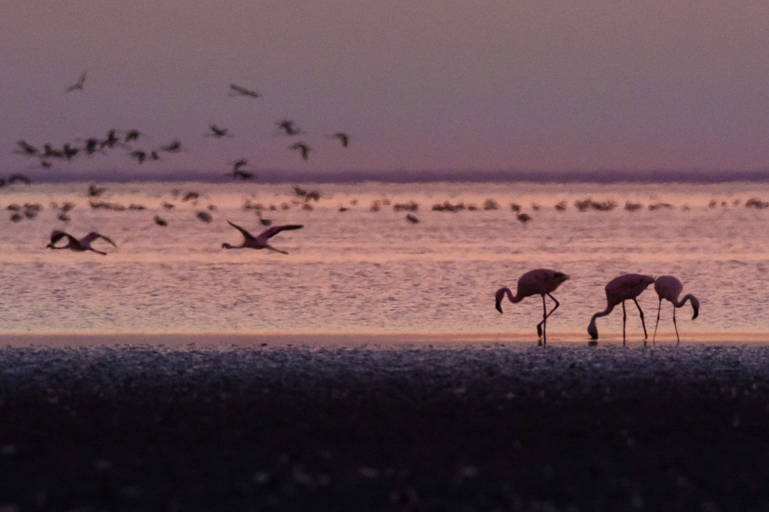 AN AFRICAN BIRDLIFE ADVENTURE TO CHOBE AND NATA