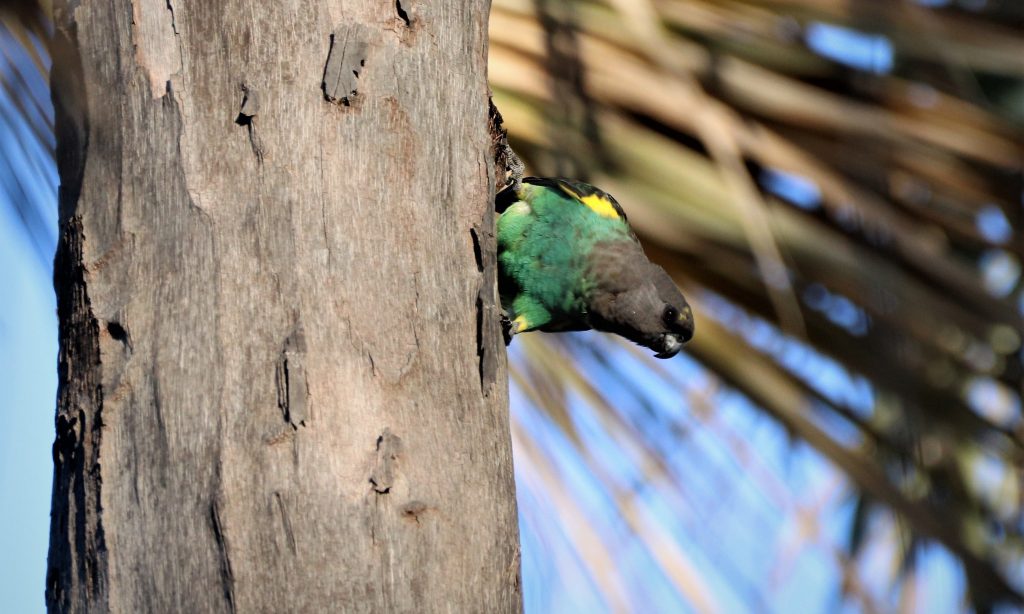 Meyer's Parrot Nata Lodge by Tessa Buhrmann