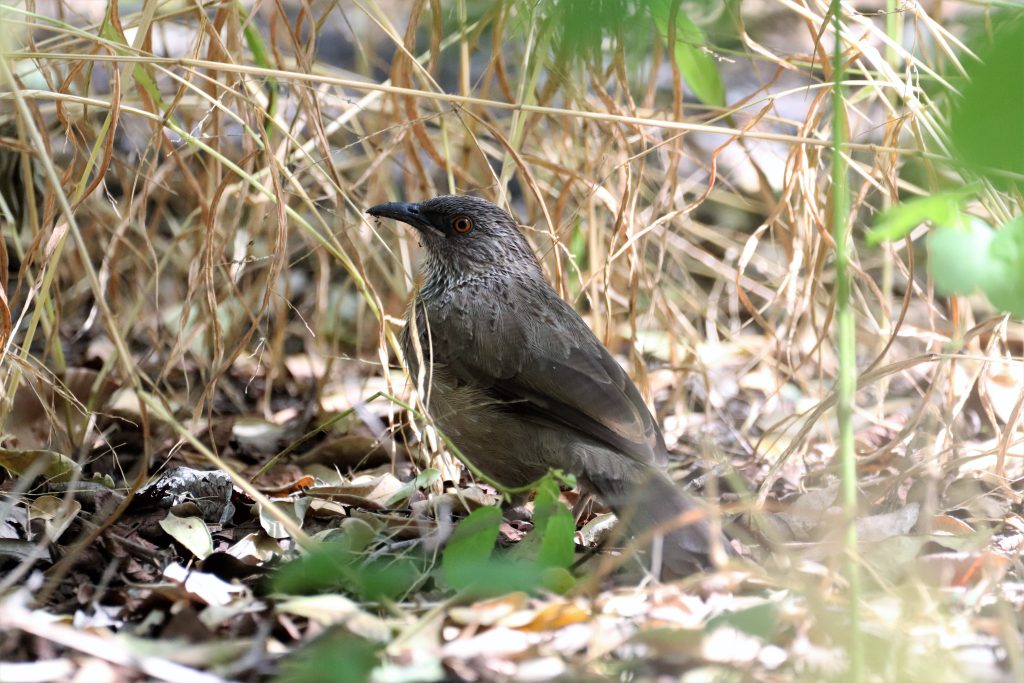 Babblers at Nata Lodge by Tessa Buhrmann